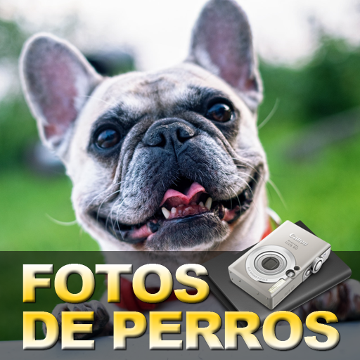 Fotos de perros icon