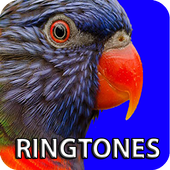 Birds Ringtones icon