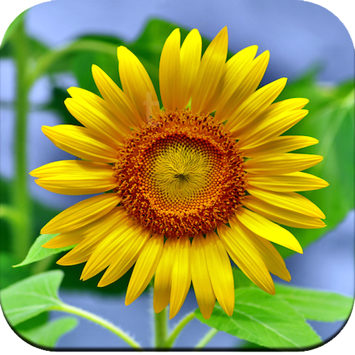 Sunflower Wallpaper HD icon