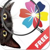 Find a cat - play with your friends!