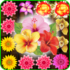 Blossom Garden icon