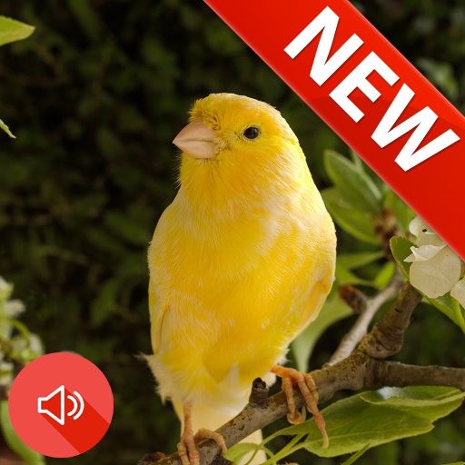 Canary Bird Sounds Real icon