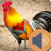 Sound Animals for Kids for Fun