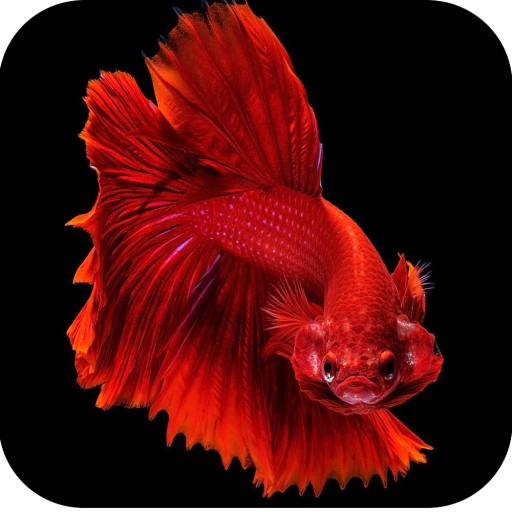 Betta Fish Wallpapers 4K icon
