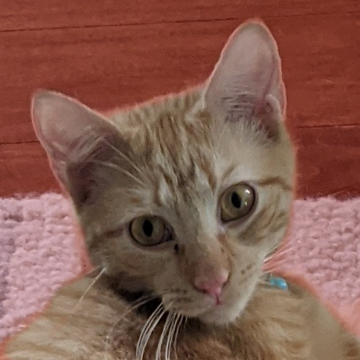 Cat Sounds Prank - Sonidos Gato Broma icon