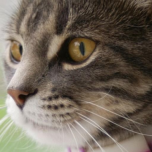 Cats Wallpapers icon