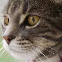 Cats Wallpapers