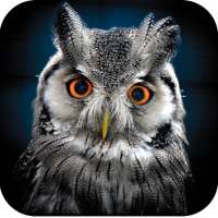 Owl Wallpaper 4K on 9Apps