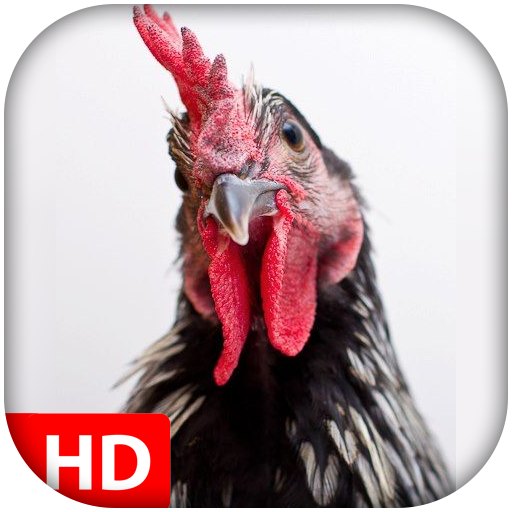 Different rooster sounds icon