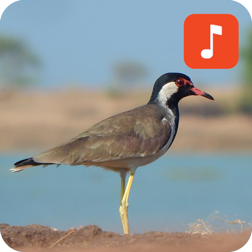 Red-wattled lapwing Bird Sounds icon