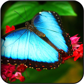 Butterfly Wallpapers icon