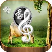 Relaxing Music To Sleep