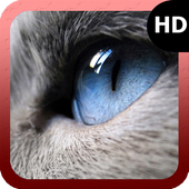 Eyes Cat Wallpaper icon