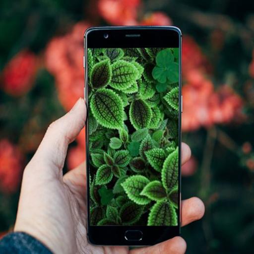 Beautiful Leaves Wallpaper icon