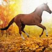  600 Hayvanlı Ekran Koruyucu