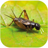 Cricket nature sounds icon