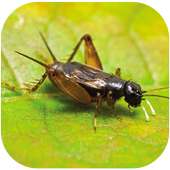 Cricket nature sounds