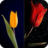 HD Tulip New Wallpaper icon