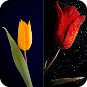 HD Tulip New Wallpaper on 9Apps