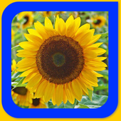 ikon Photo Gallery :Gallery:Photo Library:gallery hd