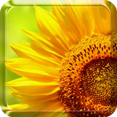 Sunflower Live Wallpaper icon