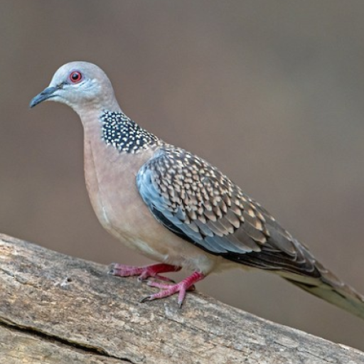 Spotted dove sounds icon