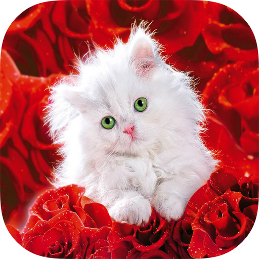 Cats HD Wallpapers icon