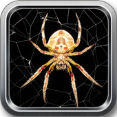Spider live wallpaper icon