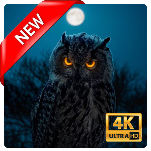 Owl Wallpaper icon