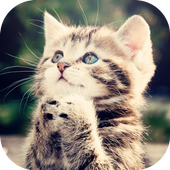 Cats Wallpapers 2015 icon