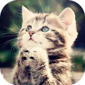 Cats Wallpapers 2015