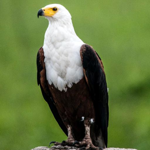 Eagle Sounds - Eagle Sound Ringtone icon