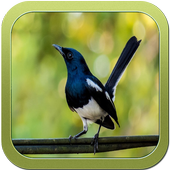 Kiau Kacer Master icon