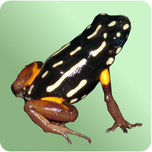 Frogs of the Southern Amazon icon