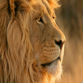 Animals Sounds 2 icon