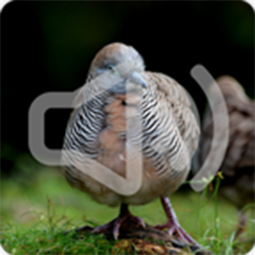 Zebra Dove Bird Songs Ringtone icon