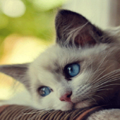 Cute Sad Cat LWP icon