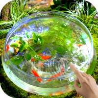 Goldfish Video Live Wallpaper