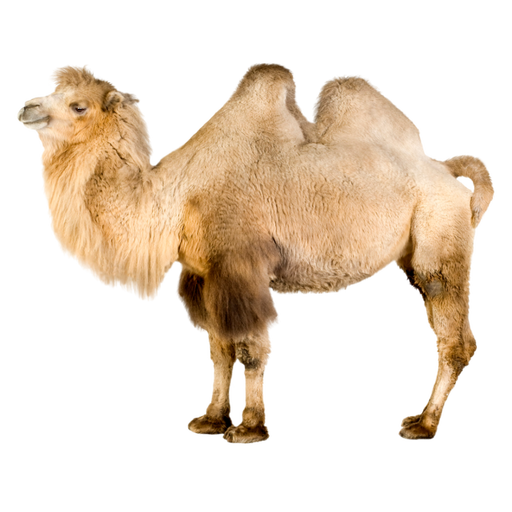 Camels Viewer أيقونة