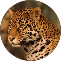 Jaguar (Animal) Sounds