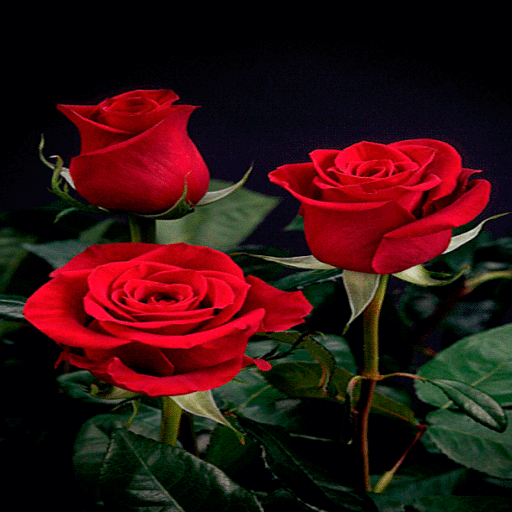 ikon Beautiful Roses LWP