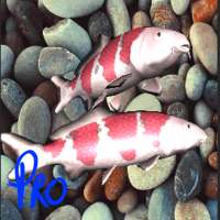 3D Koi Special Live Wallpaper Pro