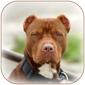 Pitbull Wallpaper icon