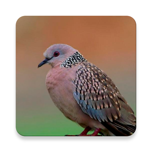 Spotted Dove Bird Sounds ~ Scl icon