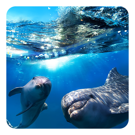 Dolphin 3D Live Wallpaper icon