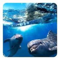 Dolphin 3D Live Wallpaper on 9Apps