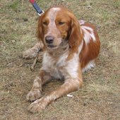 Epagneul Breton Dogs Jigsaw icon