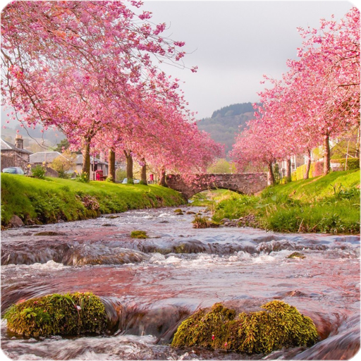 Sakura Live Wallpaper icon