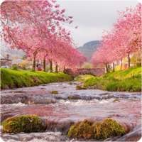 Sakura Live Wallpaper