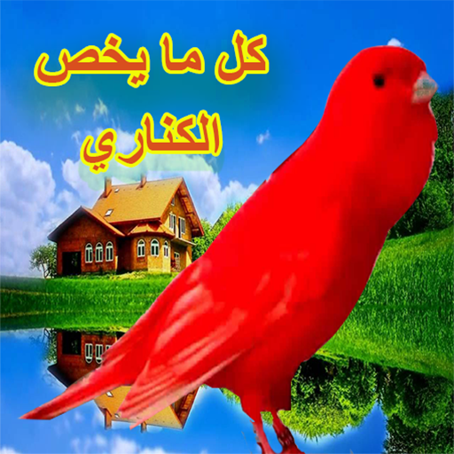 تعلم الكناري من الالف للياء أيقونة
